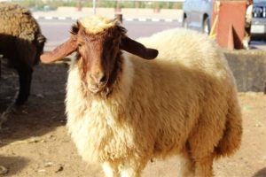 درباره این مقاله بیشتر بخوانید خوراک مش گوسفندی – دامداری